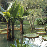 Botanic Garden